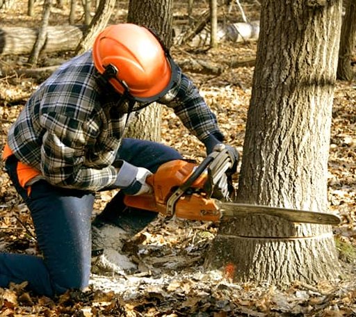 Tree Removal in Danville, NH